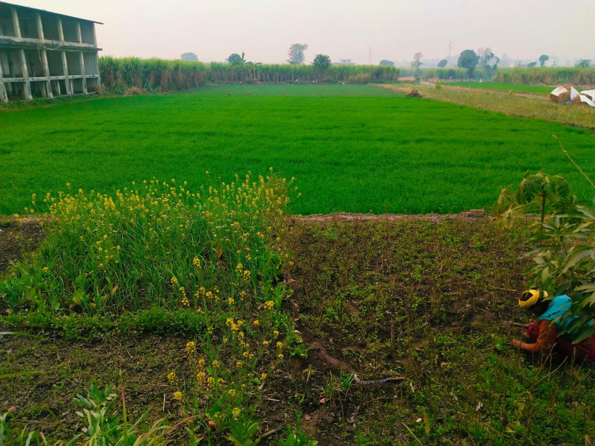 Airport Luxury Nature Homestay- Near Jolly Grant Airport Dehradun Doiwāla Exterior foto
